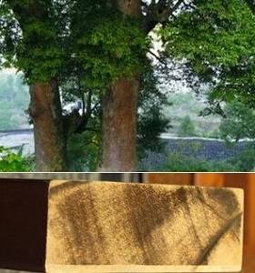 實木門材料:胡桃木